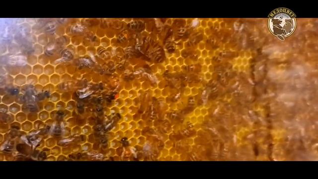 Пчеловизор или Пчелотелевизор. Подглядываем как работают пчелы смотреть онлайн
