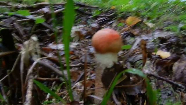 Грибы подосиновики. Собираем грибы. 1.09.2018. смотреть онлайн