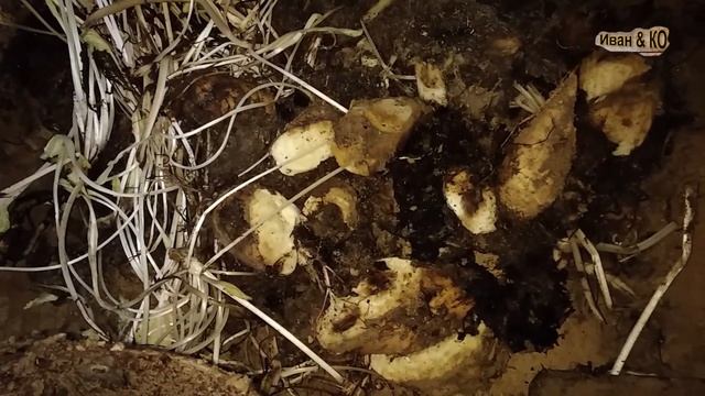 Кормовая свекла которая сохранилась год смотреть онлайн