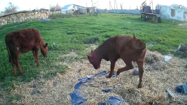 Бычок и телка