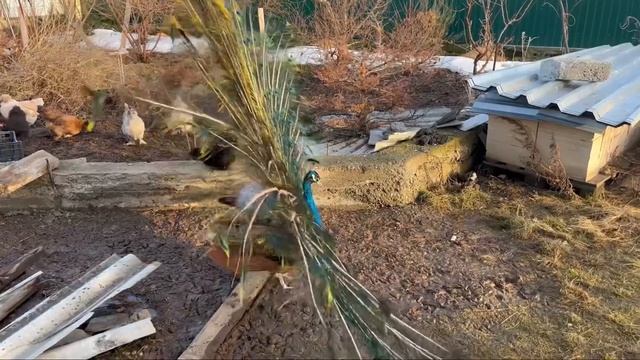 Мои Павлины смотреть онлайн