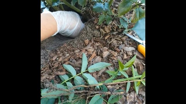 Развенчиваем миф о 7 листочках только у шиповника. Как отличить побеги шиповника? Роза Ред Капелька смотреть онлайн