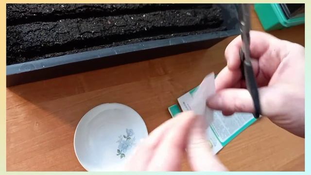 Бархатцы (тагетес) из семян смотреть онлайн