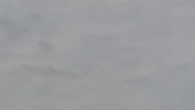 снова ястреб тетеревятник атакует моих голубей/Flight of pigeons and goshawk again смотреть онлайн