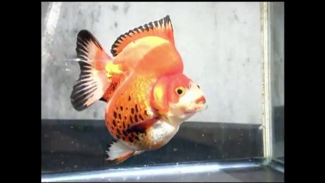 unique tricolored ryukin смотреть онлайн