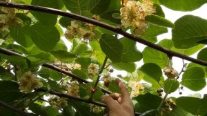 Проблемы опыления у киви. Как цветут киви.