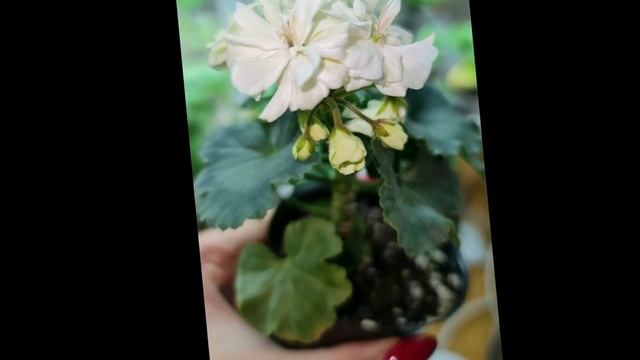 Мои успехи в селекции пеларгоний? смотреть онлайн