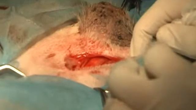 Орхифуникулэктомия смотреть онлайн