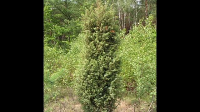 можжевеловый куст