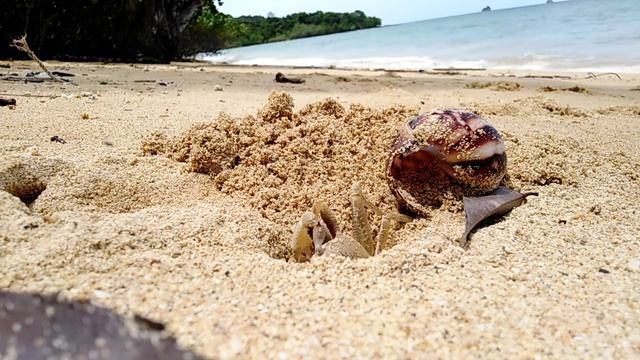 Crab engineering in Klong Muang Beach, Krabi смотреть онлайн