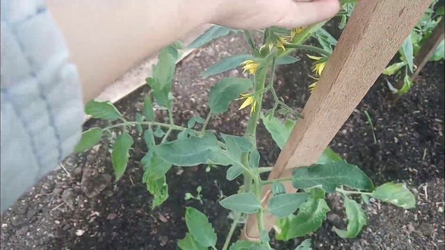 Дятел вернулся / Плету сети для огурцов / Огородные дела смотреть онлайн