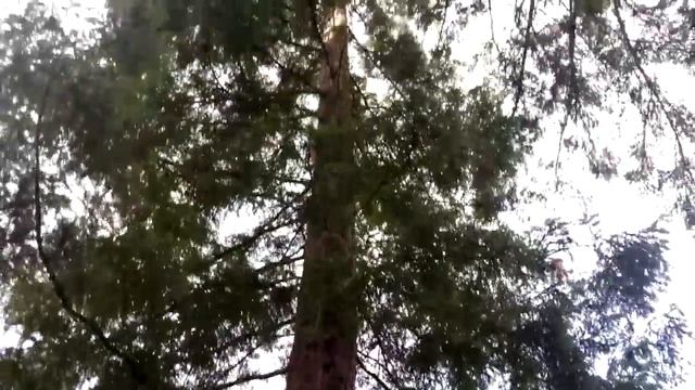 The Moon Trees That Flew To The Moon On Apollo 14 смотреть онлайн