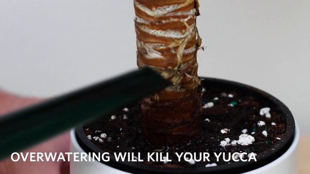 How To Care For A Yucca Plant | Apartment Therapy смотреть онлайн