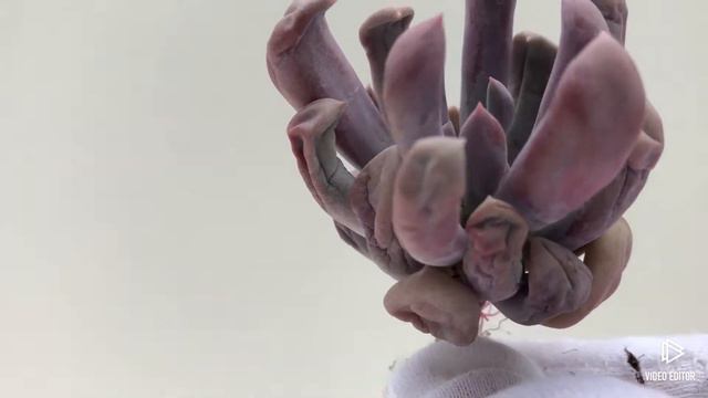 Echeveria Cupid (Y) смотреть онлайн