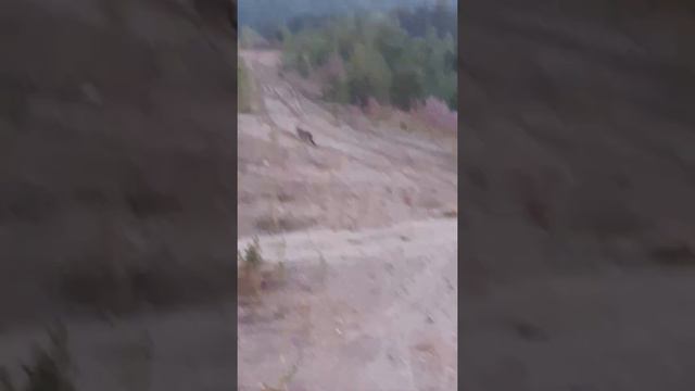 Волк живой, Коми