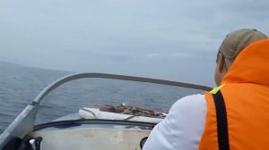 покатушки лодка НЕМАН 2 ПЛМ YAMAHA 30 HWCS