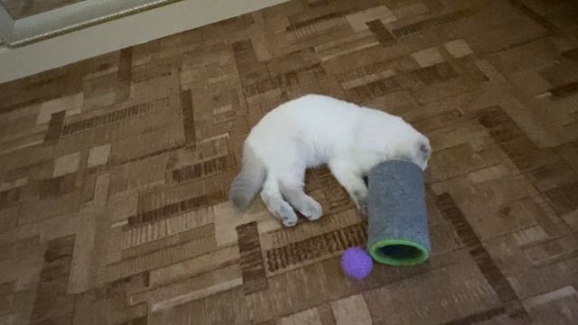 Шотландский котёнок 5 месяцев. Scottish fold. 10 дней в нашей семье. смотреть онлайн