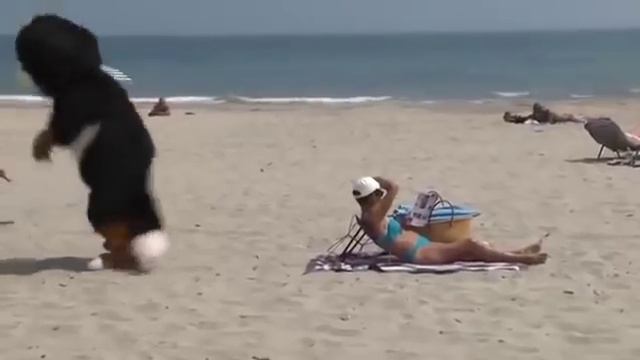 Собака на пляже зажигает... смотреть онлайн