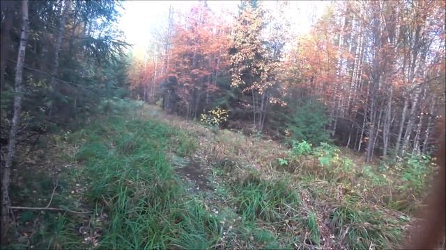 Охота на зайца. Выезд 22.09.23г. смотреть онлайн
