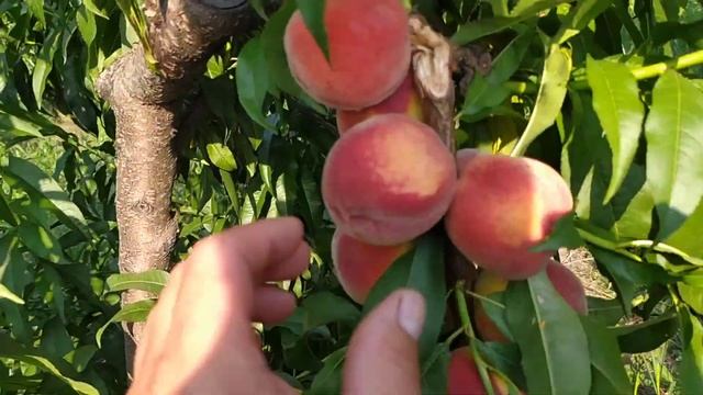 Старый сорт раннего персика. Стоит ли садить? смотреть онлайн