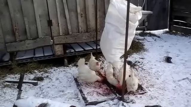 Кровоядные куры :-)