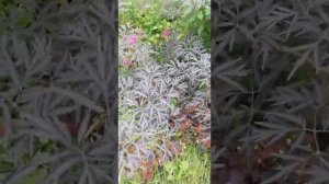 Декоративные кустарники в Сибири