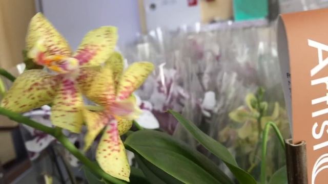 Свежий завоз сортовых орхидей в Экофлору 22 июня 2020г. Лиодоро, Лас Вегас, Джулия, Пират Пикоти смотреть онлайн