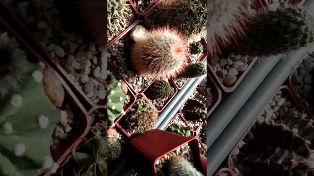 Кактусы. Ловлю время цветения... смотреть онлайн