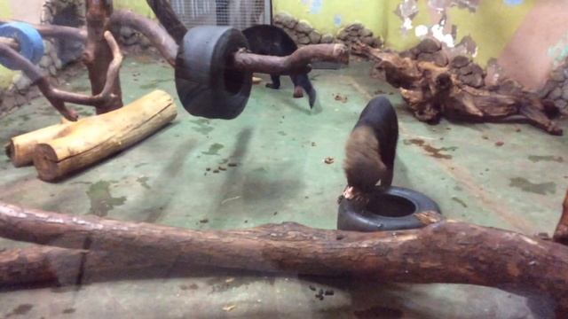 Екатеринбургскому зоопарку 90 лет смотреть онлайн