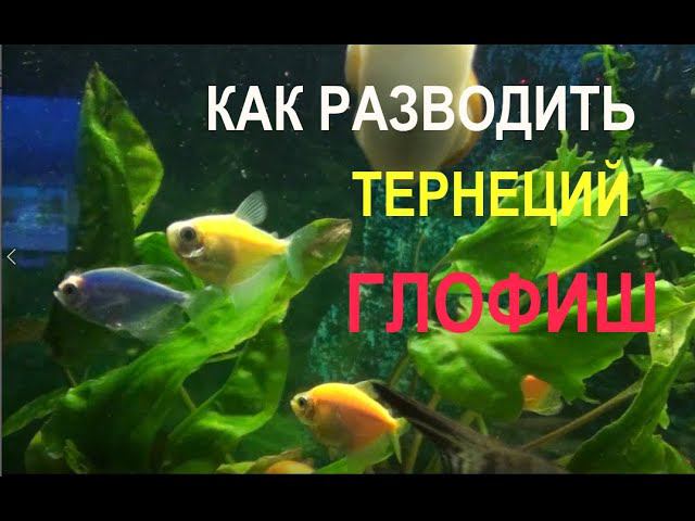 Разведение ТЕРНЕЦИЙ ГЛОФИШ. Личный опыт. смотреть онлайн