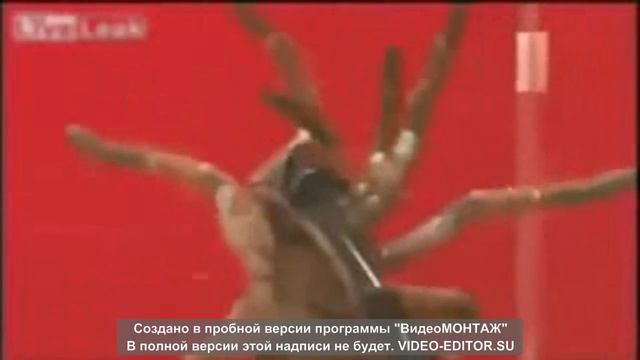 Жук-геркулес против трантула смотреть онлайн