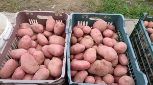 Сорт Мишка. Урожай картофеля из миниклубней.