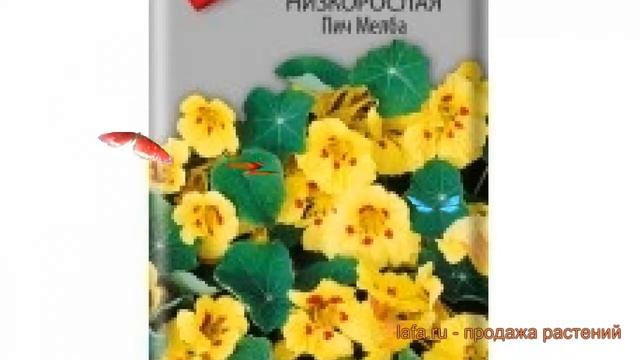 Настурция низкорослая Пич Мелба (pich melba) ? обзор: как сажать, семена настурции Пич Мелба смотреть онлайн