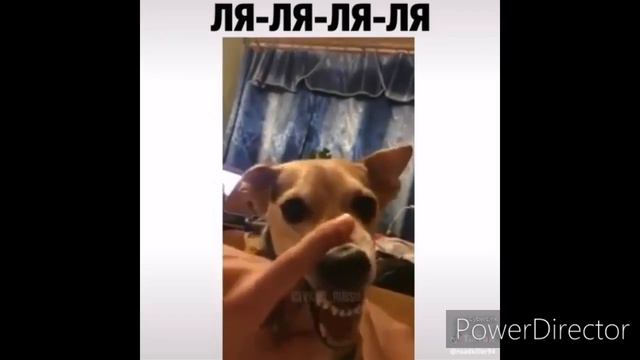 Подборка приколов про животных 2020года