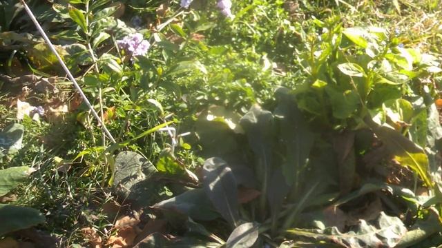 Поздние осенние цветы... смотреть онлайн