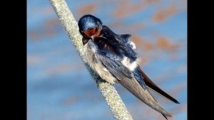 Пение городской ласточки