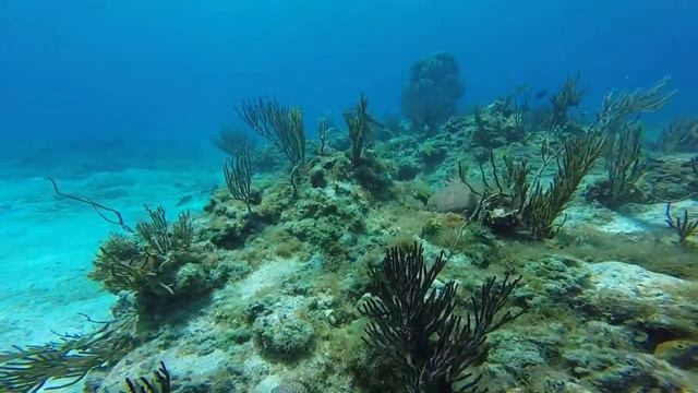 Parque Guanahacabibes - playa Maria la Gorda 1 - julio 15 - Cuba смотреть онлайн