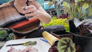 Декоративно лиственная бегония размножение 3 способа