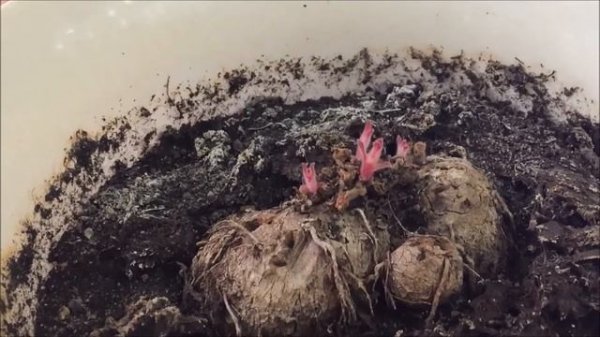 Когда доставать глоксинию?