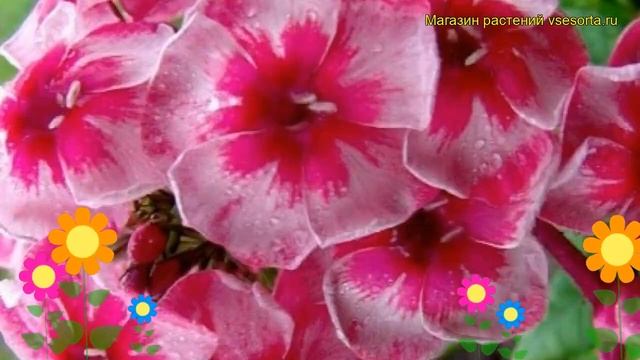 Флокс метельчатый Звезды и полосы. Краткий обзор, описание phlox paniculata Stars & Stripes смотреть онлайн