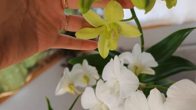 МОРЕ 🌊 цветоносов на КОЛЛЕКЦИОННЫХ РЕДКИХ ОРХИДЕЯХ смотреть онлайн