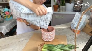 Сансевиерия цилиндрическая косичка / Пересадка / Простое в уходе растение