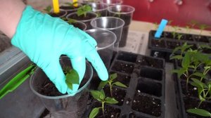 Выращивание перца от А до Я  Рассада перца  Выращивание