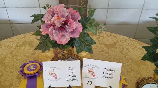 New Orleans chapter of the American Hibiscus Society - Annual Show - April 22, 2018 смотреть онлайн