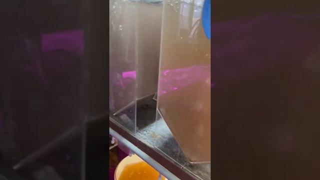 Медузы в НАШИХ реках? Да! смотреть онлайн