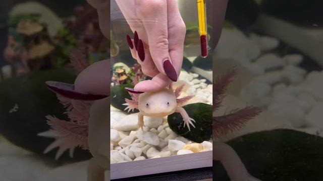 Кому не надо покупать аксолотля! #axolotl #аксолотль смотреть онлайн