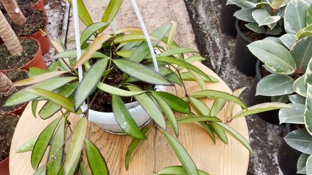 Hanging Hoya Longifolia | Live From The Nursery Series