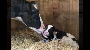 Окружающий мир 3 класс ч.2, тема урока "Животноводство", с.56-59, Школа России.