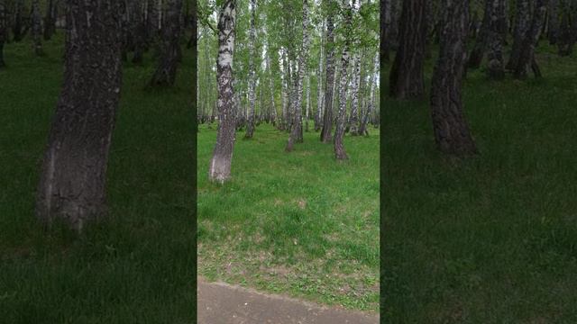 приучение к наморднику смотреть онлайн
