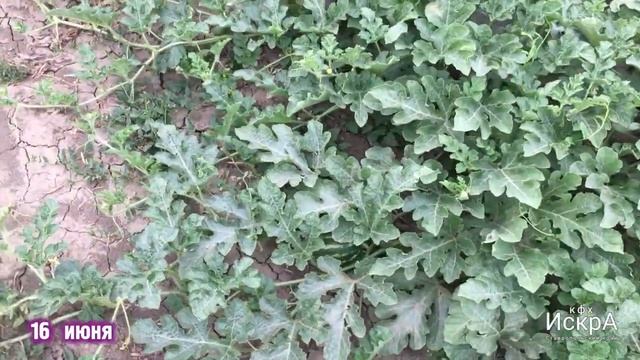 Арбуз ? Мегакримсон F1. Посев семян в грунт 11 апреля. смотреть онлайн